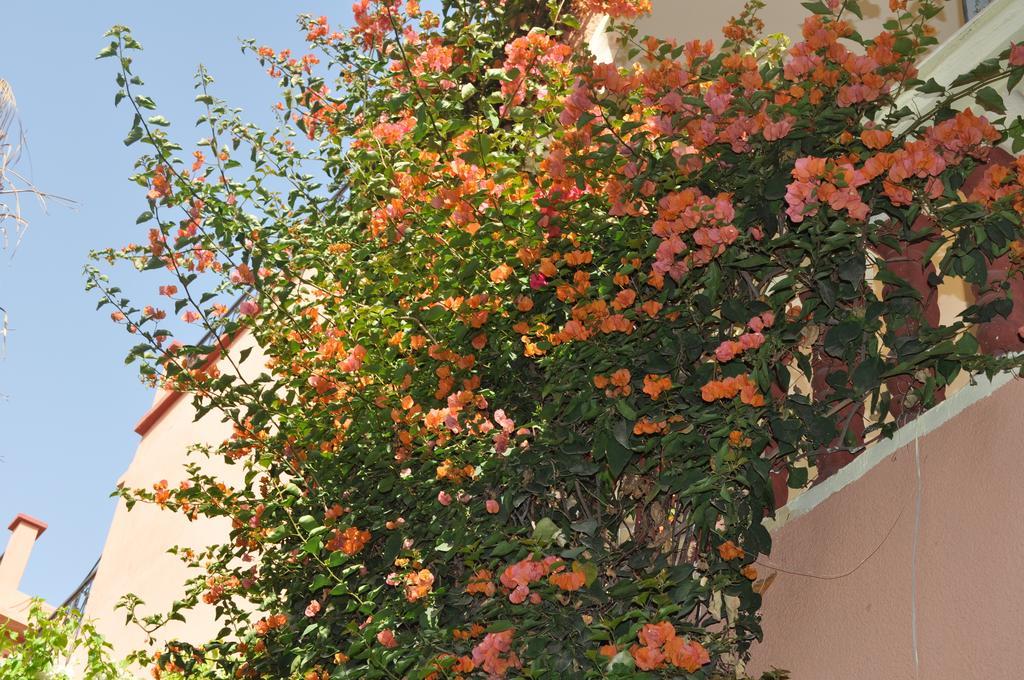Zina Lejlighed Marrakesh Værelse billede